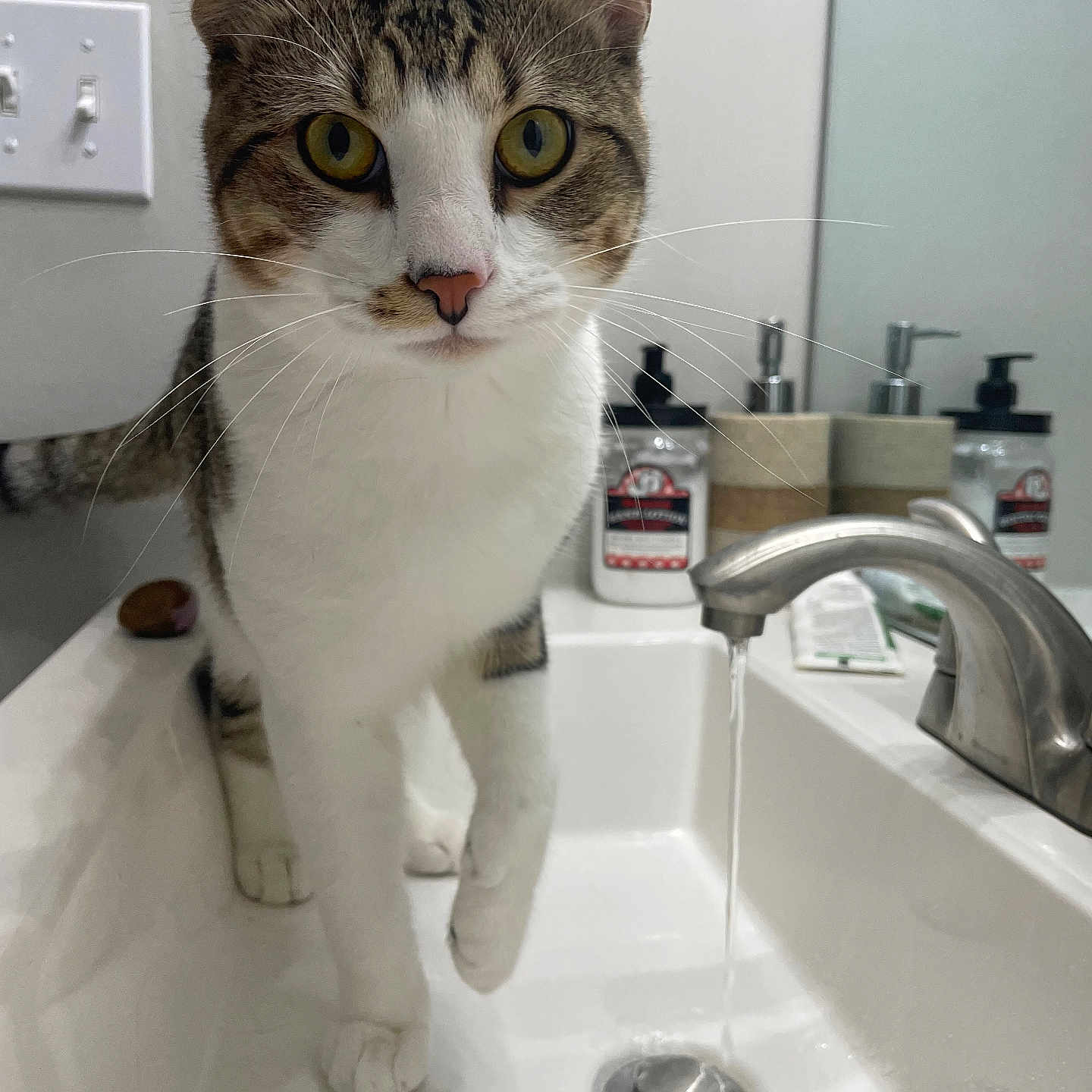 Banks is registered to the contest to win money with this photo: abyssinian, animal, architecture, basin, bodypart, bronze, cat, electricaldevice, fountain, hand, indoors, kitten, manx, person, pet, sink, sinkfaucet, switch, tap, water