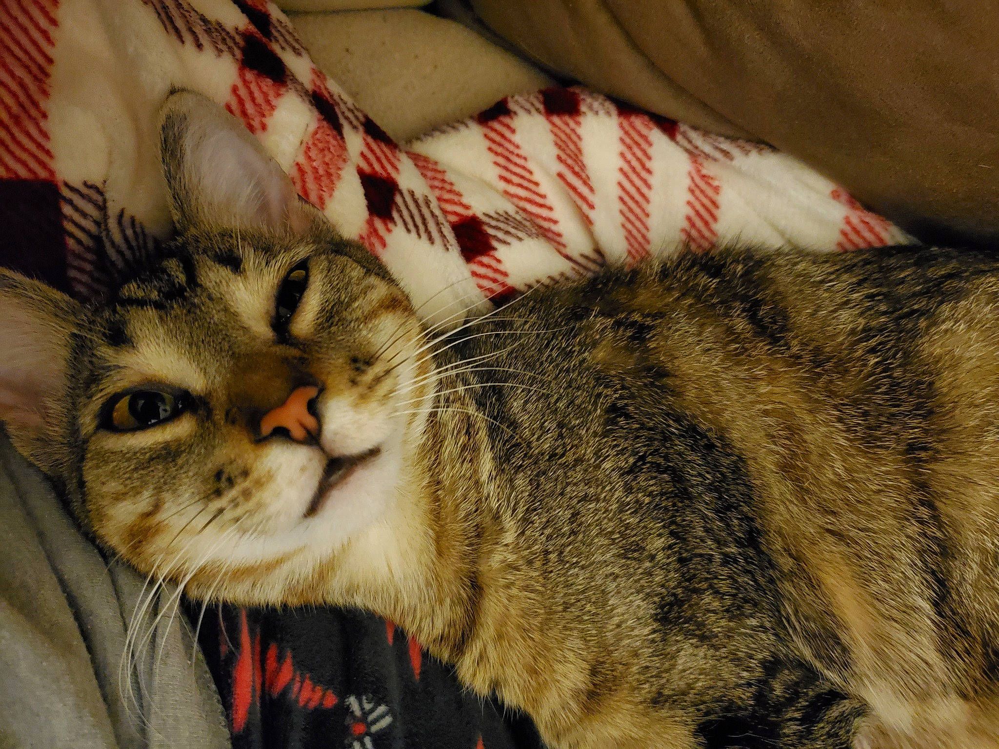 Tigger is registered to the contest to win money with this photo: carnivore, cat, claw, comfort, domestic_short_haired_cat, felidae, fur, linens, nap, pattern, paw, plaid, sleep, small_to_medium_sized_cats, snout, whiskers