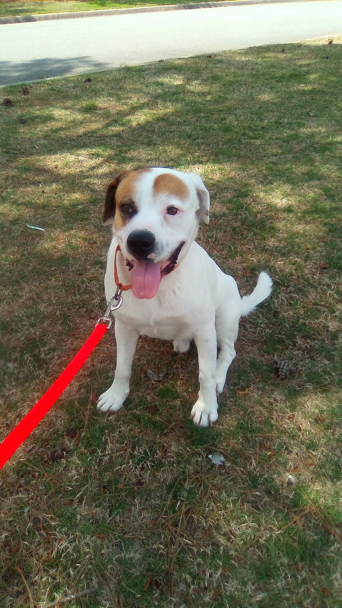 Buford joined the competition — help win amazing prizes! canidae, carnivore, collar, companion_dog, dog, dog_breed, dog_collar, dog_supply, fawn, grass, gun_dog, pet_supply, plant, snout, soil, sporting_group, street_dog, tail, working_animal, working_dog