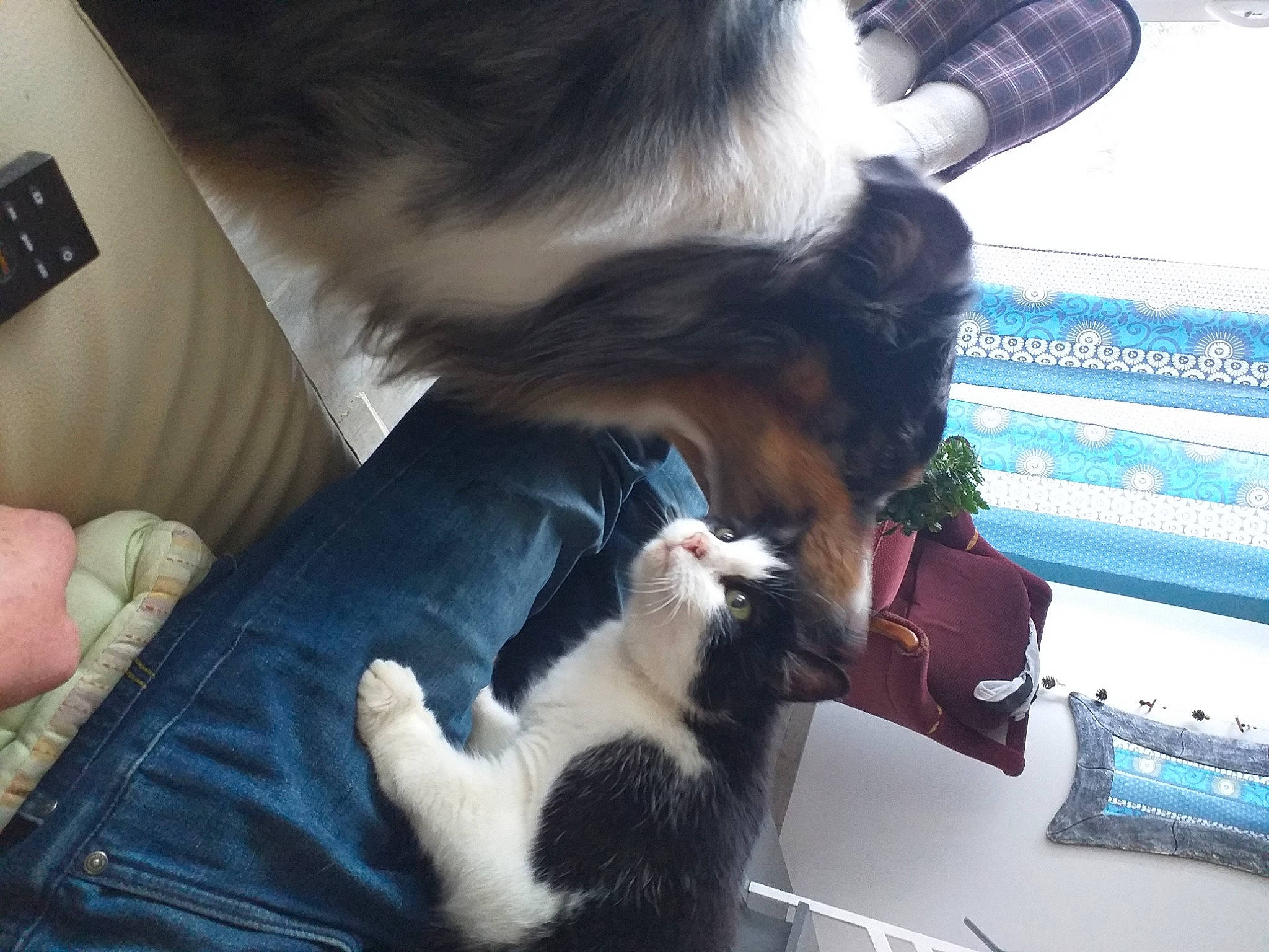 Mimi participe au concours pour gagner de l'argent avec cette photo : black_hair, canidae, carnivore, cat, claw, comfort, companion_dog, dog_breed, domestic_short_haired_cat, felidae, fur, gesture, hairstyle, human_leg, lap, small_to_medium_sized_cats, snout, sporting_group, tail, whiskers