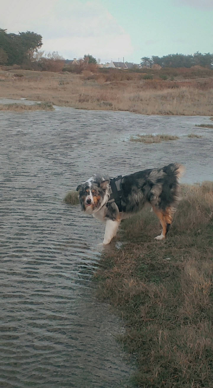 Nako a rejoint le concours — aidez-le/la à gagner de superbes lots ! australian_cattle_dog, border_collie, canidae, carnivore, cloud, coast, companion_dog, dog, dog_breed, herding_dog, landscape, plant, sky, snout, soil, sporting_group, texas_heeler, tree, water, working_animal