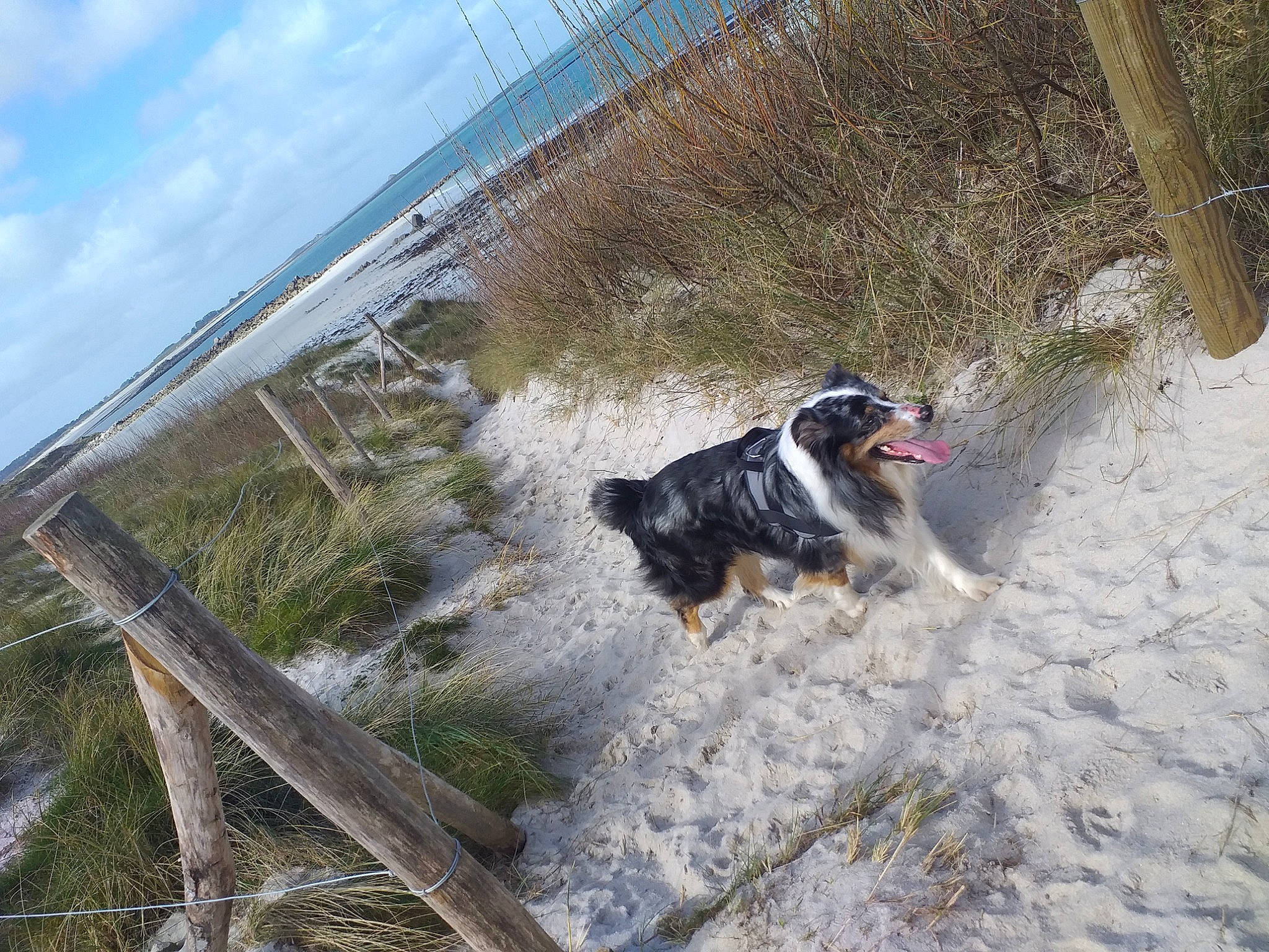 Nako a rejoint le concours — aidez-le/la à gagner de superbes lots ! adventure, automotive_tire, canidae, carnivore, cloud, collar, dog, dog_breed, dog_supply, landscape, plant, recreation, sky, slope, snow, sporting_group, vehicle, water, winter, working_animal