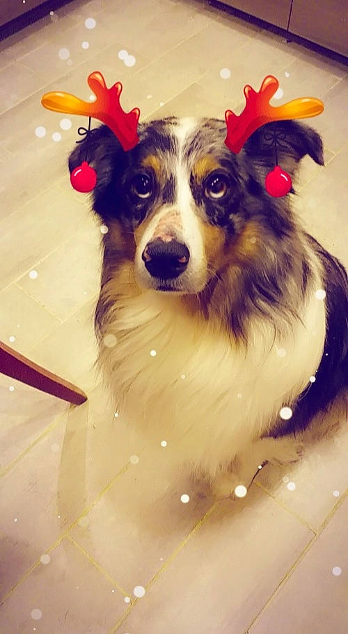 Nako participe au concours pour gagner de l'argent avec cette photo : ancient_dog_breeds, canidae, carnivore, companion_dog, dog, dog_breed, dog_collar, dog_supply, fawn, fur, happy, herding_dog, scotch_collie, smile, snout, sporting_group, toy_dog, whiskers, working_animal, working_dog