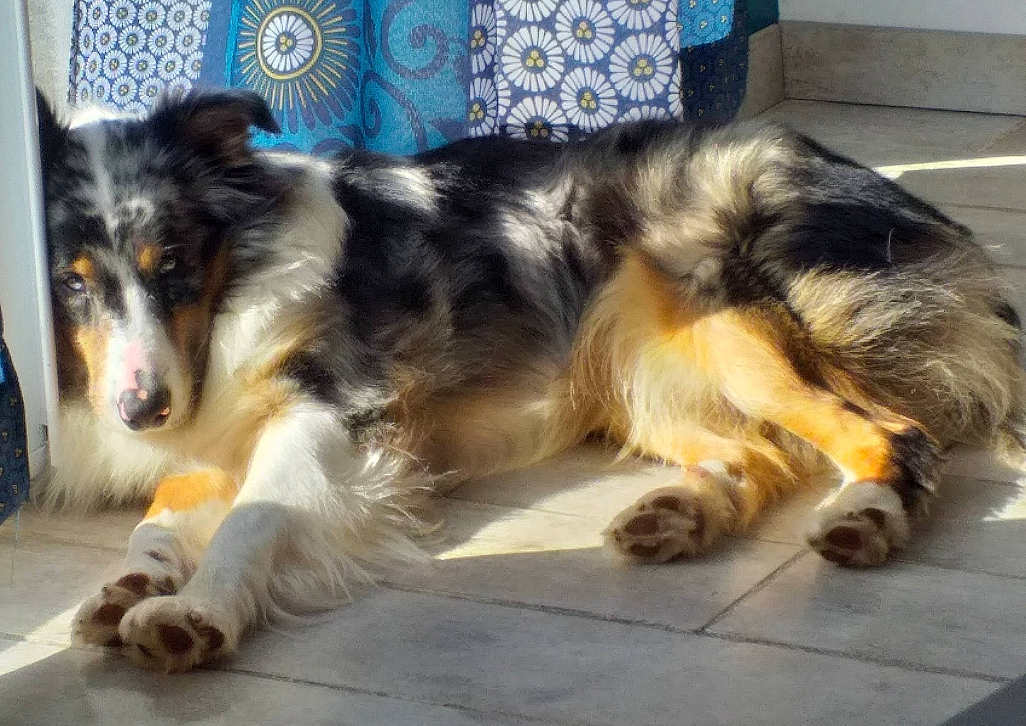 Nako participe au concours pour gagner de l'argent avec cette photo : australian_shepherd, blue, border_collie, bored, canidae, carnivore, companion_dog, dog, dog_breed, fur, herding_dog, snout, sporting_group, terrestrial_animal, working_dog