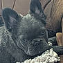 dog, puppy, french_bulldog, close_up, resting, blanket, couch, brown, ears, face, wrinkles, pet, indoor, cute, fur, animal, sleepy, texture, soft_lighting, domestic