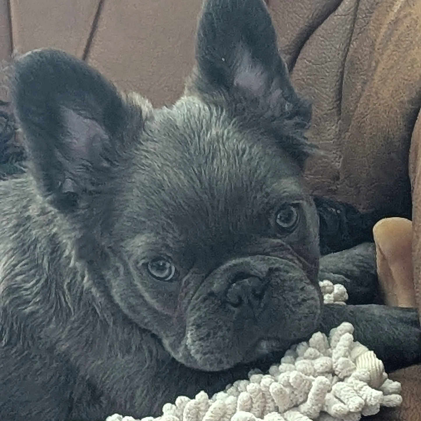 Abigael