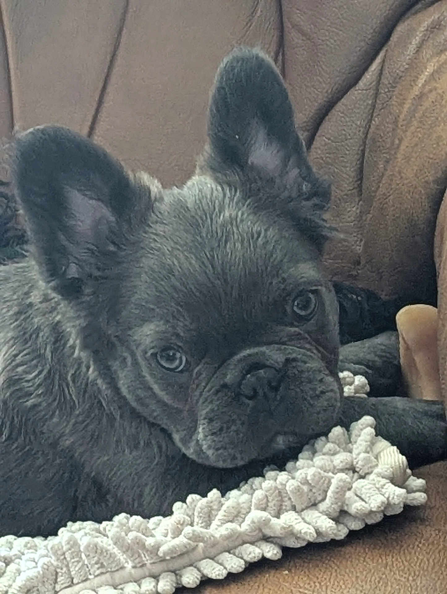 Abigael