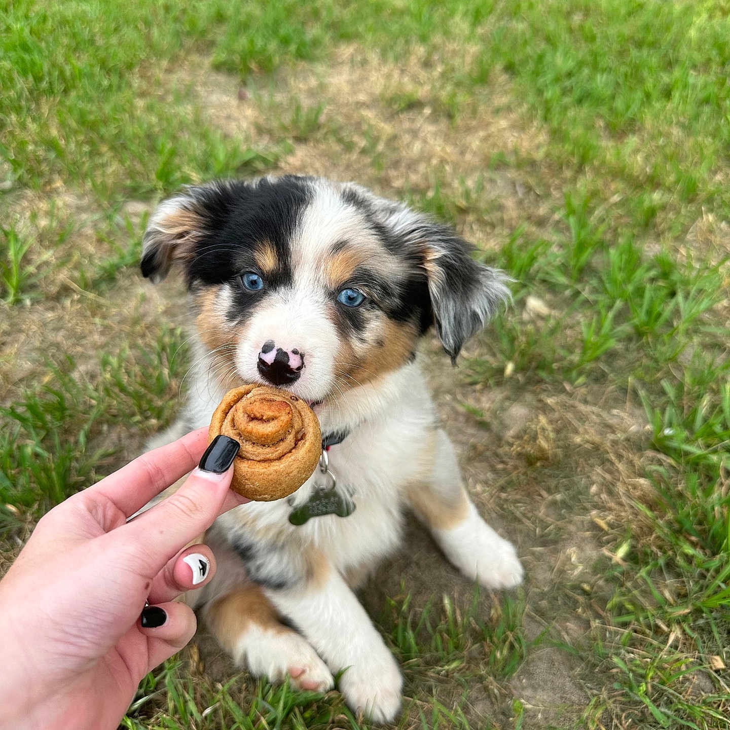 Wrangler is registered to the contest to win money with this photo: animal, baby, ball, canine, cream, dessert, dog, face, food, grass, head, icing, person, pet, photography, plant, portrait, puppy, sport, sweets