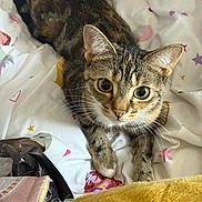 Narla joined the competition — help win amazing prizes! animal, bedspread, cat, closeup, cozy, curious, cute, domestic, ears, eyes, feline, fur, indoor, looking, paws, pet, resting, tabby, whiskers, young_cat