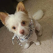 Lucky joined the competition — help win amazing prizes! dog, small_dog, white_fur, bandana, star_pattern, pet, indoors, floor, curious, fluffy, cute, animal, companion, domestic, ears, tail, looking_up, paws, tile_floor, pet_bed