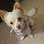dog, small_dog, white_fur, bandana, star_pattern, pet, indoors, floor, curious, fluffy, cute, animal, companion, domestic, ears, tail, looking_up, paws, tile_floor, pet_bed
