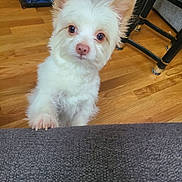 Lisa Corchado is registered to the contest to win money with this photo: animal, canine, couch, cozy, curious, cute, dog, domestic, ears, face, floor, friendly, furniture, home, indoor, looking_up, pet, small_dog, white_dog, wooden_floor