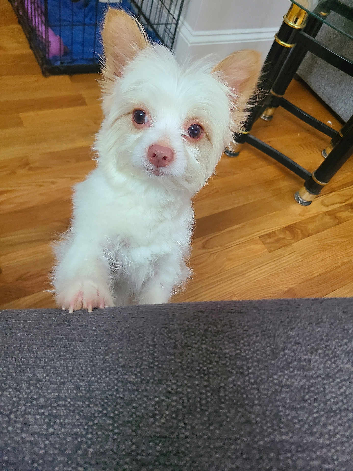 Lisa Corchado is registered to the contest to win money with this photo: animal, canine, couch, cozy, curious, cute, dog, domestic, ears, face, floor, friendly, furniture, home, indoor, looking_up, pet, small_dog, white_dog, wooden_floor