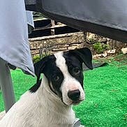 Alya participe au concours pour gagner de l'argent avec cette photo : animal, backyard, black_and_white, canine, curious, cute, dog, ears, eyes, face, fur, grass, head, looking, nature, nose, outdoor, pet, sitting, umbrella