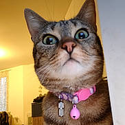 Rustine participe au concours pour gagner de l'argent avec cette photo : cat, tabby, indoor, collar, pet, feline, curious, wide_eyes, charm, pink, closeup, animal, domestic, face, whiskers, ears, fur, looking, corner, home