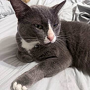 Maxwell joined the competition — help win amazing prizes! cat, gray_cat, white_paws, bed, indoor, pet, feline, relaxed, fur, whiskers, close_up, domestic_cat, resting, animal, cute, cozy, soft_texture, collar, sleepy, household