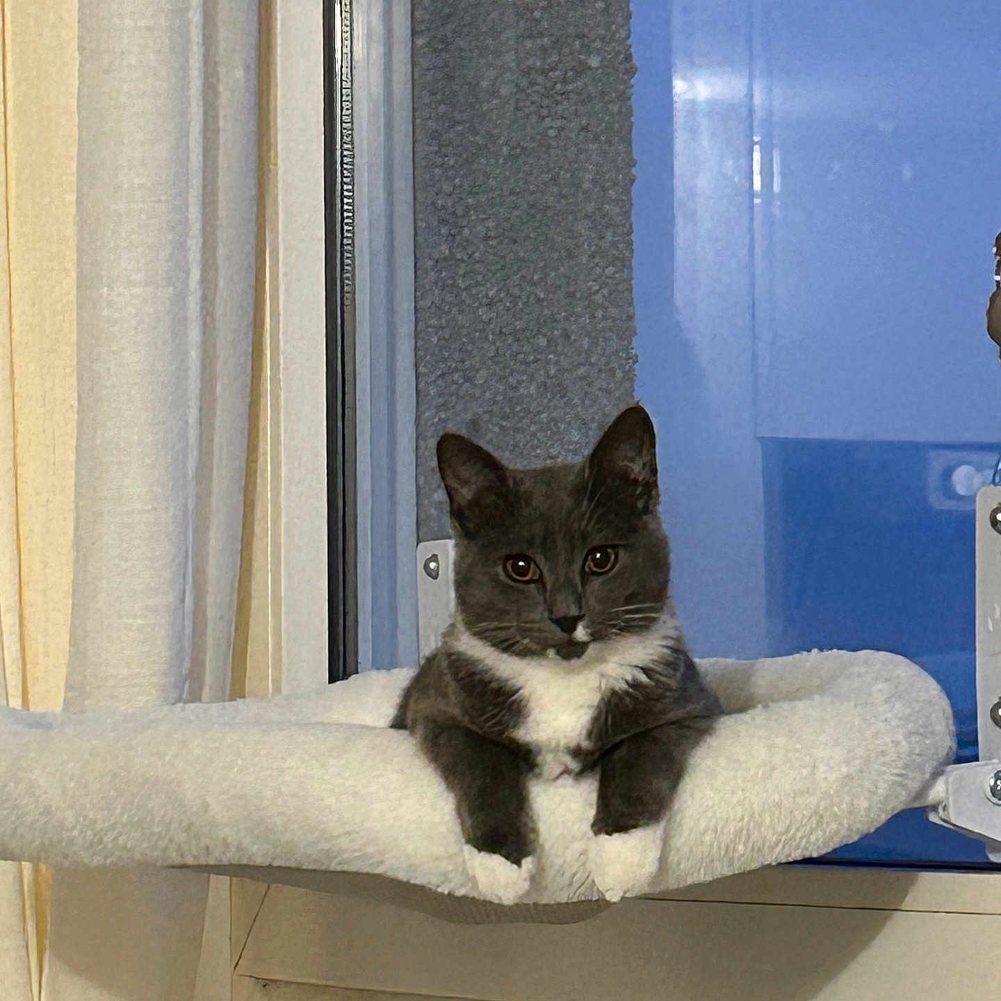 Maya participe au concours pour gagner de l'argent avec cette photo : animal, cat, cozy, curious, curtains, domestic_cat, feline, fluffy_bed, gray_cat, home, indoor, looking_at_camera, perch, pet, portrait, relaxed, resting, soft_texture, white_paws, window