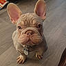 Milo is registered to the contest to win money with this photo: french_bulldog, puppy, dog, pet, animal, ears, collar, tag, floor, wooden_floor, close_up, cute, wrinkles, looking_up, indoor, domestic_animal, young, canine, fur, sitting