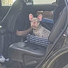 Milo joined the competition — help win amazing prizes! dog, french_bulldog, car, car_interior, dog_bed, child, legs, arms, seat, window, road, tree, black_leather, pet, animal, vehicle, travel, companion, relaxing, daytime
