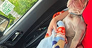 Milo is registered to the contest to win money with this photo: puppy, dog, sleeping, blanket, person, red_shirt, car_interior, window, greenery, seat, hand, relaxation, cute, nap, cozy, fur, canine, comfort, rest, pet