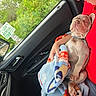 puppy, dog, sleeping, blanket, person, red_shirt, car_interior, window, greenery, seat, hand, relaxation, cute, nap, cozy, fur, canine, comfort, rest, pet
