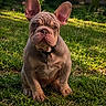 dog, french_bulldog, puppy, grass, outdoor, pet, animal, ears, wrinkles, collar, sunlight, greenery, cute, sitting, young, nature, portrait, mammal, companion, alert