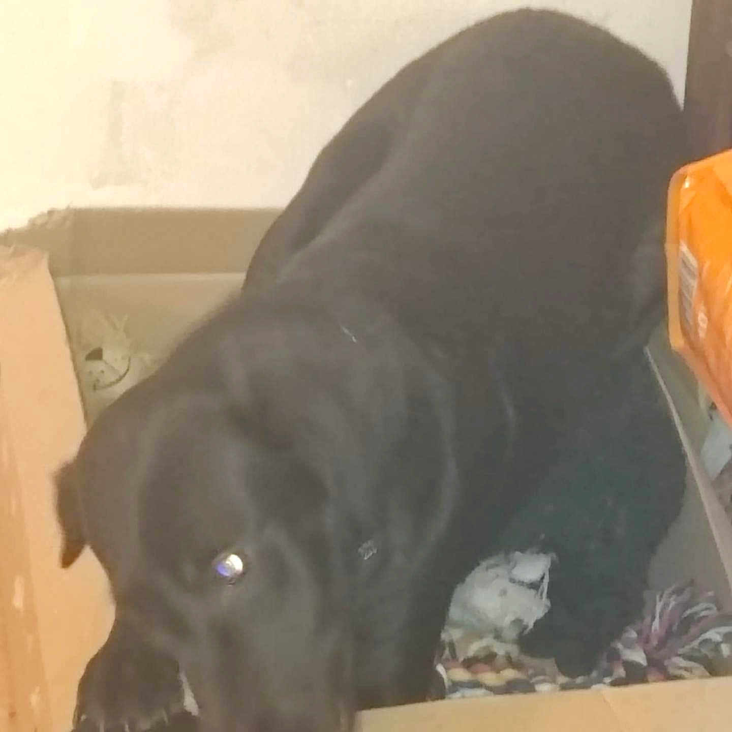 Maya participe au concours pour gagner de l'argent avec cette photo : animal, ball, box, canine, cardboard, carton, cockerspaniel, dog, drawer, furniture, hound, labradorretriever, newfoundland, person, pet, puppy, sleeping, sport, tennis, tennisball