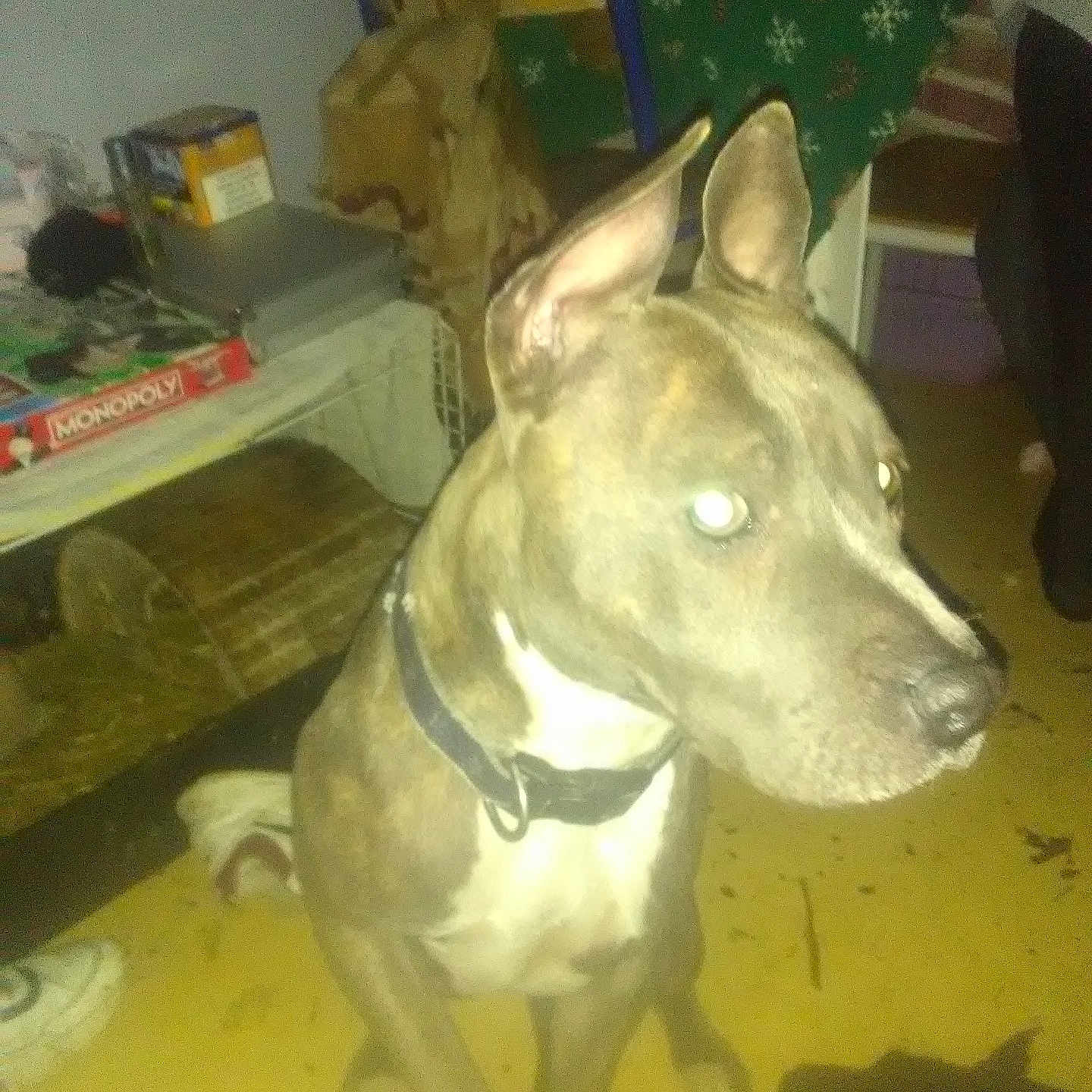 Nikita participe au concours pour gagner de l'argent avec cette photo : animal, boxer, bulldog, canine, dog, frenchbulldog, furniture, greatdane, hound, husky, indoors, interiordesign, person, pet, pitbull, plant, plywood, pottedplant, puppy, wood