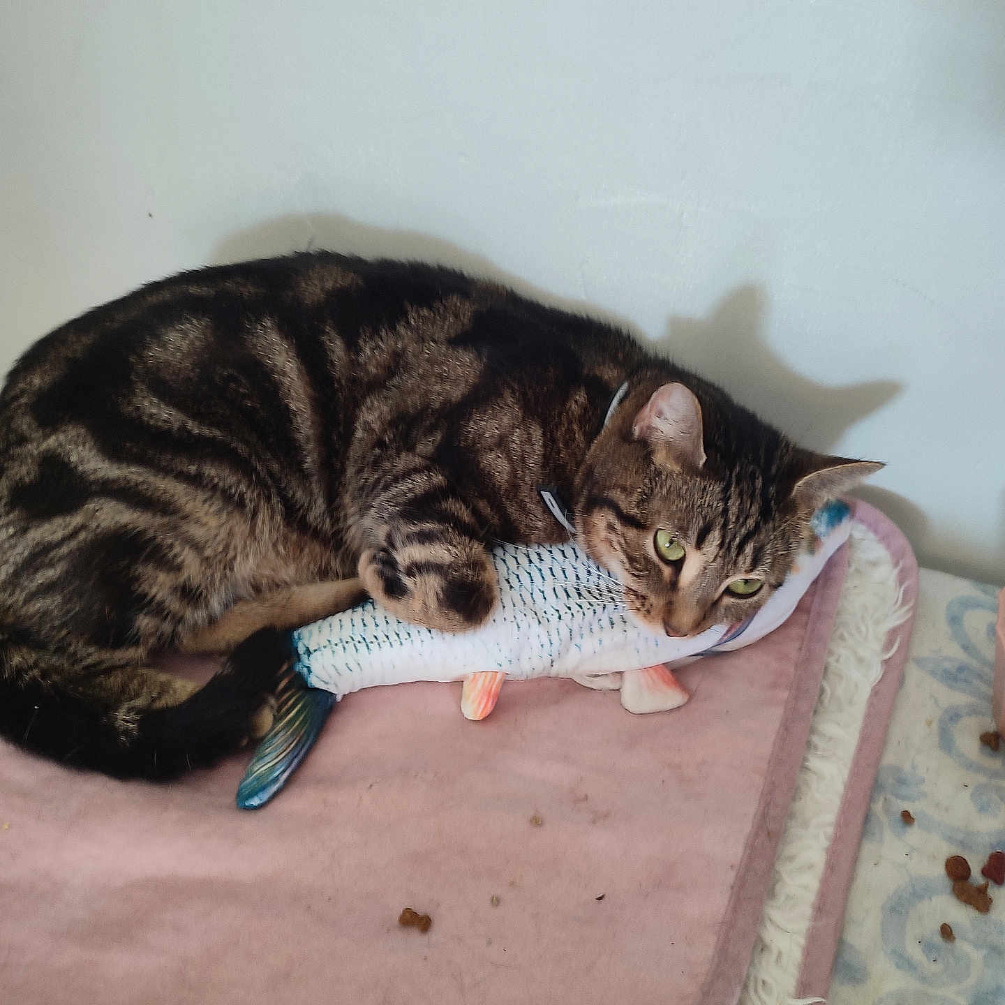 Mimine participe au concours pour gagner de l'argent avec cette photo : abyssinian, animal, bean, blanket, bodypart, bowl, cat, couch, food, furniture, kitten, lentil, manx, person, pet, plant, produce, sleeping, vegetable, wood
