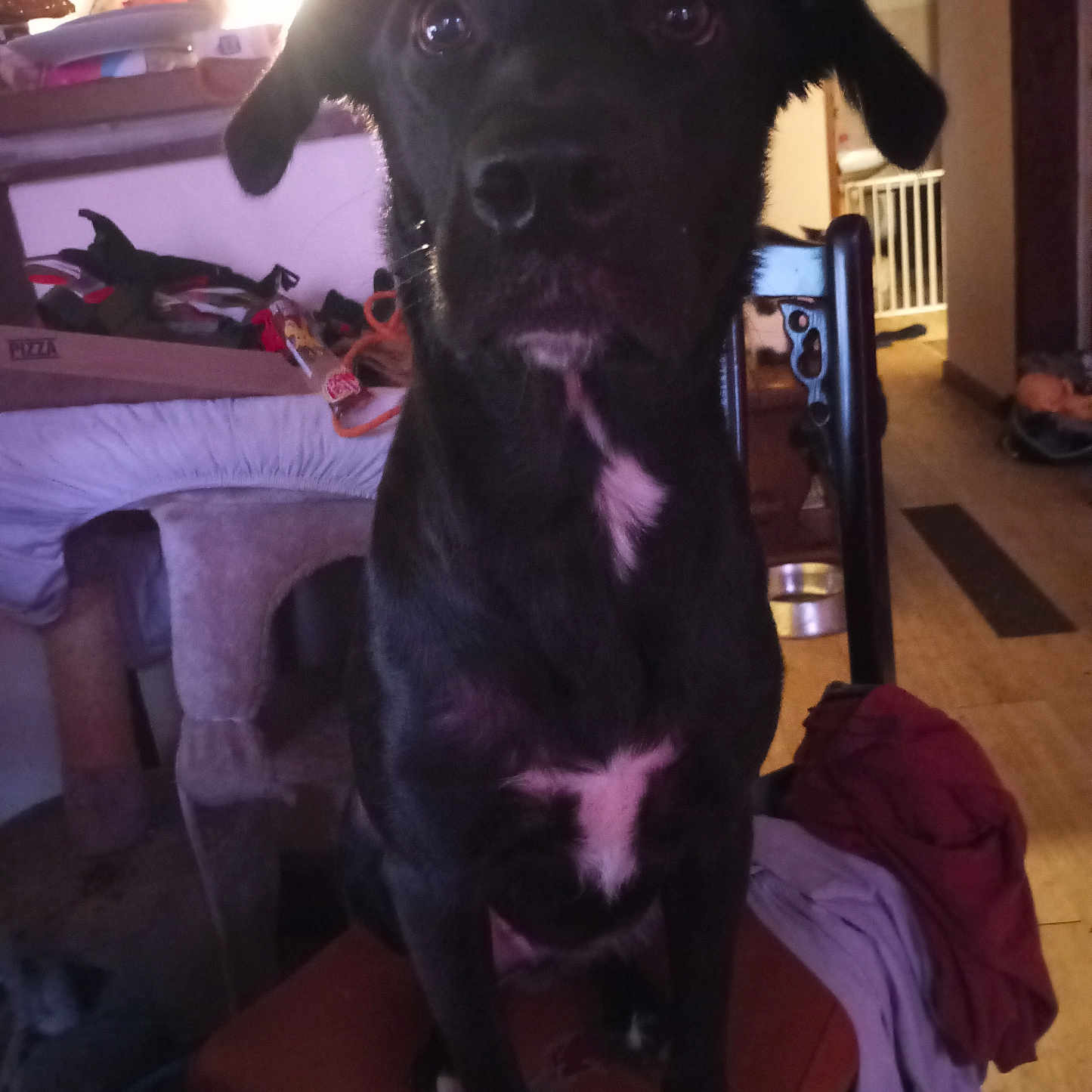 Trinita a rejoint le concours — aidez-le/la à gagner de superbes lots ! animal, architecture, building, canine, chair, couch, cushion, dog, furniture, greatdane, homedecor, hound, indoors, labradorretriever, livingroom, pet, pointer, puppy, room, wood