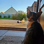 Nenette participe au concours pour gagner de l'argent avec cette photo : animal, cat, curious, daytime, domestic_cat, doorframe, fence, grass, house, indoor, nature, outdoor, pet, plant, relaxed, sky, sunlight, tile_floor, window, wooden_deck