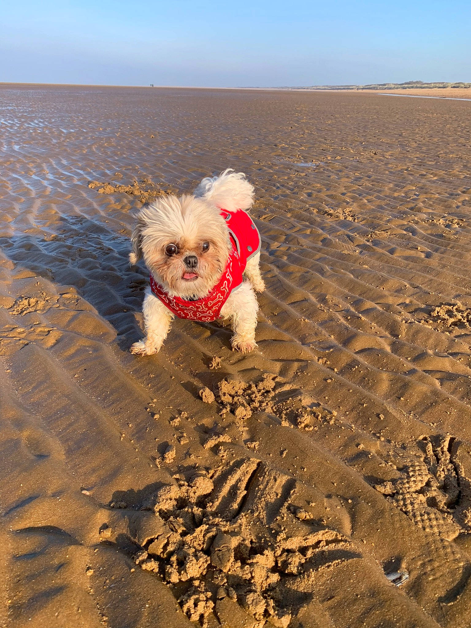 Poppy joined the competition — help win amazing prizes! beach, canidae, carnivore, cockapoo, dog, dog_breed, fawn, havanese, lhasa_apso, maltese, morkie, sand, sea, soil, sporting_group, toy_dog, vacation, west_highland_white_terrier