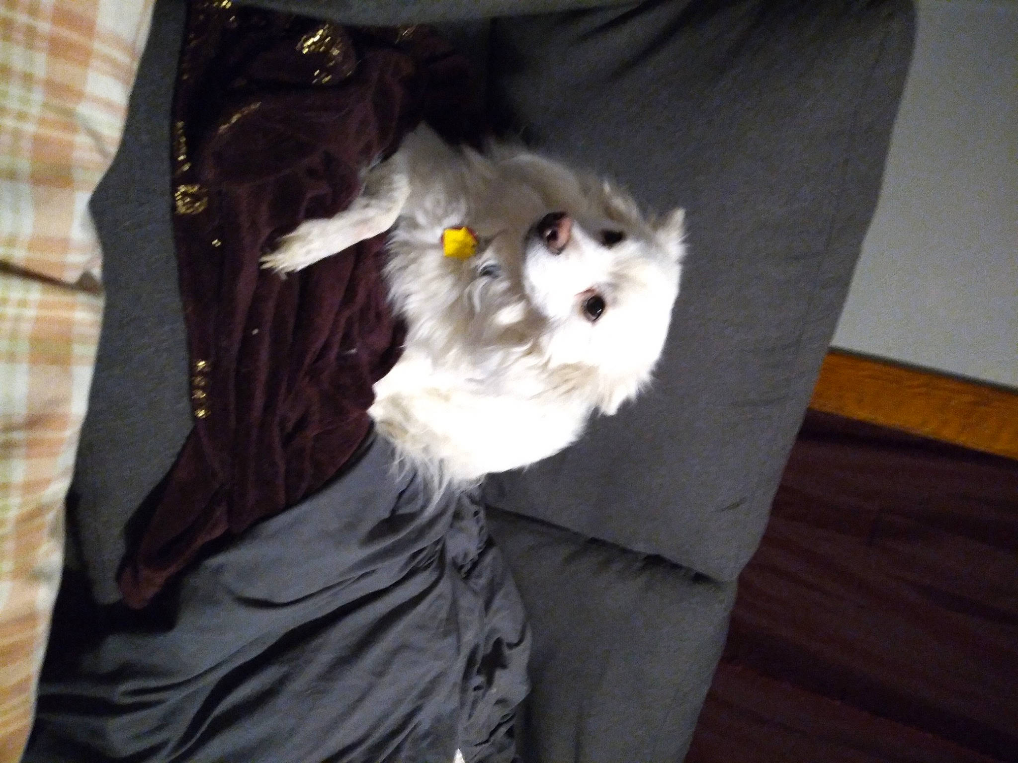 Jaxson is registered to the contest to win money with this photo: button, canidae, carnivore, collar, companion_dog, dog, dog_breed, dog_clothes, dog_supply, dress_shirt, fur, laminate_flooring, pet_supply, plaid, tartan, textile, toy_dog, wood_flooring, wood_stain, working_animal