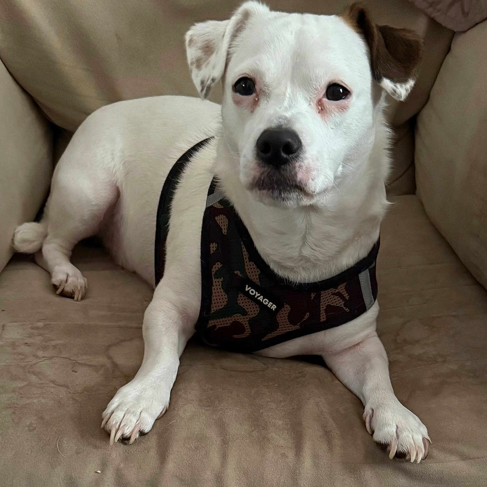 Smarty Pants joined the competition — help win amazing prizes! animal, brown_ear, camouflage, canine, close_up, companion, couch, dog, domestic_animal, ears, fur, harness, indoor, laying_down, looking, paw, pet, relaxed, snout, white_dog