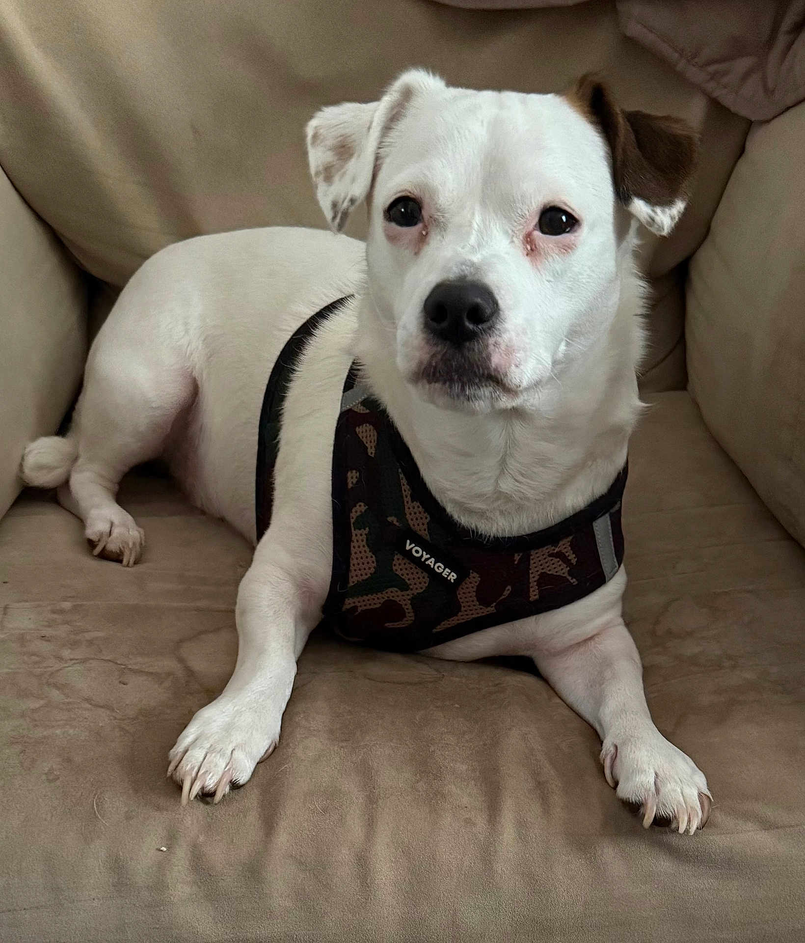 Smarty Pants joined the competition — help win amazing prizes! dog, white_dog, brown_ear, couch, indoor, pet, canine, harness, camouflage, relaxed, animal, fur, paw, snout, ears, looking, laying_down, domestic_animal, companion, close_up