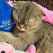Crystal joined the competition — help win amazing prizes! cat, sleeping, fluffy_blanket, plush_toy, pink, blue_tag, animal_care, cozy, resting, whiskers, feline, cute, indoor, soft_texture, pet, comfort, close_up, fur, relaxed, domestic_animal