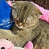 cat, sleeping, fluffy_blanket, plush_toy, pink, blue_tag, animal_care, cozy, resting, whiskers, feline, cute, indoor, soft_texture, pet, comfort, close_up, fur, relaxed, domestic_animal
