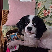 Spencer is registered to the contest to win money with this photo: dog, pet, black_and_white, paw, eyes, nose, whiskers, sofa, cushion, pillow, floral_pattern, toy, packaging, blanket, indoor, living_room, fur, portrait, looking_at_camera, sitting