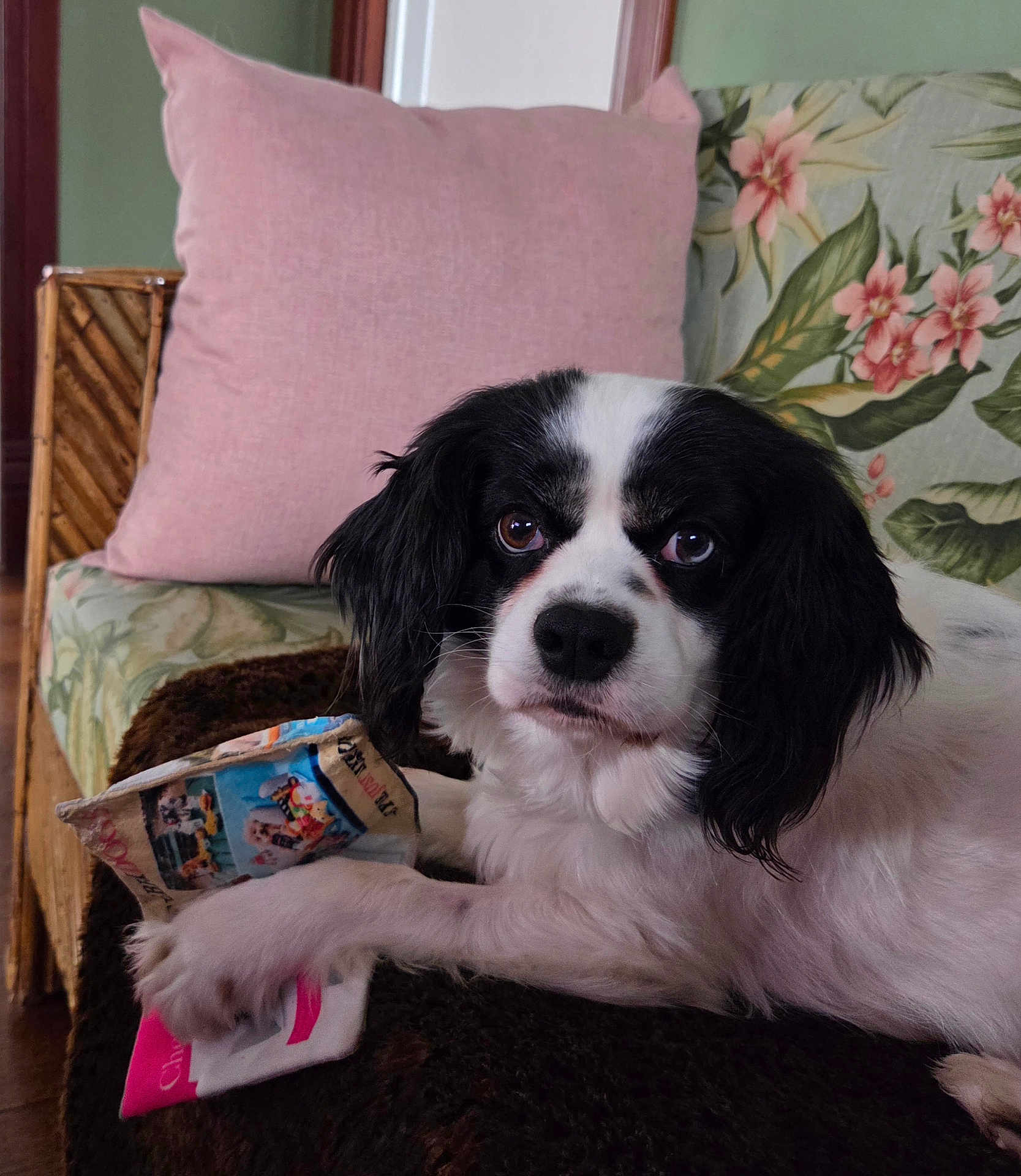 Spencer is registered to the contest to win money with this photo: dog, pet, black_and_white, paw, eyes, nose, whiskers, sofa, cushion, pillow, floral_pattern, toy, packaging, blanket, indoor, living_room, fur, portrait, looking_at_camera, sitting