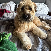 Shamrock is registered to the contest to win money with this photo: dog, bed, blanket, pillow, fur, pet, indoor, resting, canine, sleepy, cute, animal, domestic, comfort, striped, brown, white, furniture, relaxing, portrait