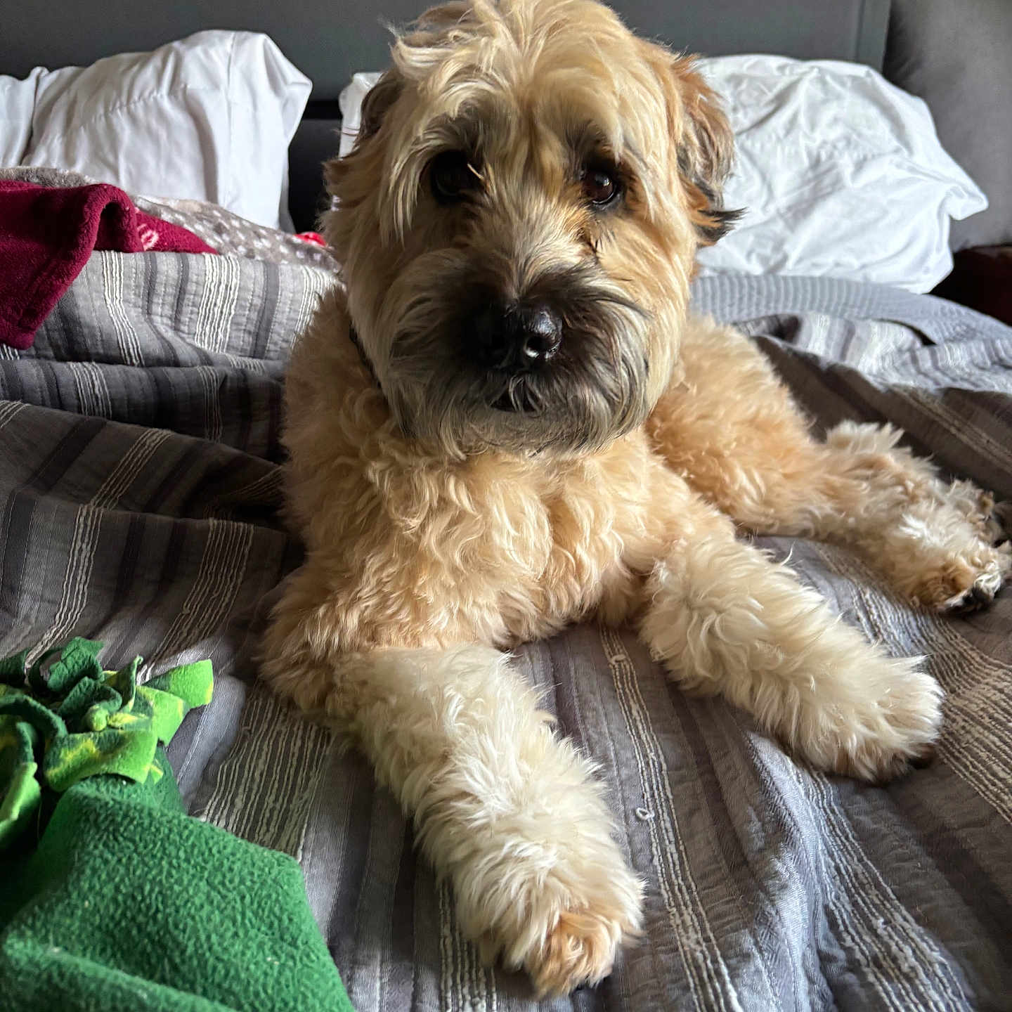 Shamrock is registered to the contest to win money with this photo: animal, bed, blanket, brown, canine, comfort, cute, dog, domestic, fur, furniture, indoor, pet, pillow, portrait, relaxing, resting, sleepy, striped, white