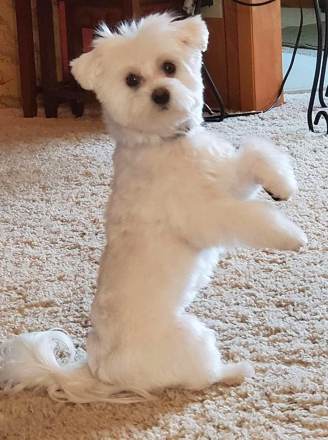 Daisy joined the competition — help win amazing prizes! carnivore, collar, companion_dog, dog, dog_breed, dog_collar, flooring, fur, non_sporting_group, small_terrier, snout, sporting_group, tail, terrier, toy_dog, white, wood, working_animal