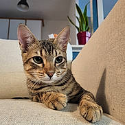 Lu. a rejoint le concours — aidez-le/la à gagner de superbes lots ! cat, tabby, sofa, indoor, pet, feline, whiskers, ears, paws, relaxed, home, plant, couch, fur, closeup, animal, cute, domestic, living_room, resting