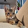 cat, tabby, sofa, indoor, pet, feline, whiskers, ears, paws, relaxed, home, plant, couch, fur, closeup, animal, cute, domestic, living_room, resting