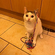 Yoshie a rejoint le concours — aidez-le/la à gagner de superbes lots ! animal, cat, colorful, curious, cute, domestic, ears, entangled, floor, indoor, kitten, looking_up, pet, playful, string, tabby_cat, tile_floor, whiskers, white_cat, yarn