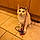 Yoshie