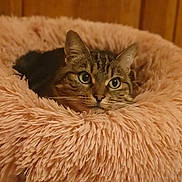 Neptune a rejoint le concours — aidez-le/la à gagner de superbes lots ! abyssinian, animal, blanket, canine, cat, clothing, couch, cushion, dog, fur, furniture, hardwood, homedecor, indoors, kitten, manx, person, pet, sleeping, wood