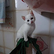 FLASH participe au concours pour gagner de l'argent avec cette photo :