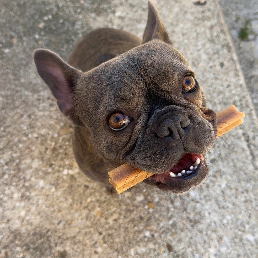 Ruby participe au concours pour gagner de l'argent avec cette photo : animal, boxer, bulldog, canine, dog, frenchbulldog, pet, pitbull, pug, puppy