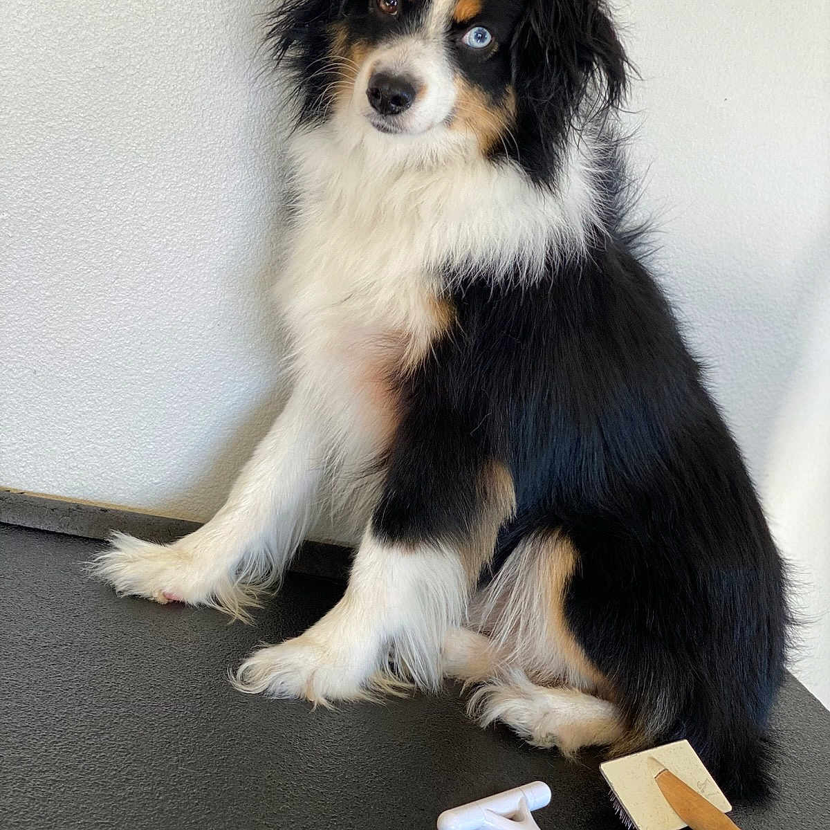 Binky is registered to the contest to win money with this photo: accessories, animal, blade, brush, canine, clothing, cockerspaniel, collie, device, dog, footwear, leash, papillon, pet, puppy, razor, strap, tool, weapon, wood